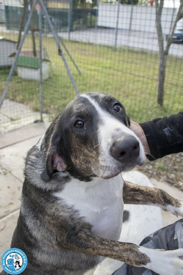 Blaky, il gigante buono in cerca di un nuovo inizio Foto 4